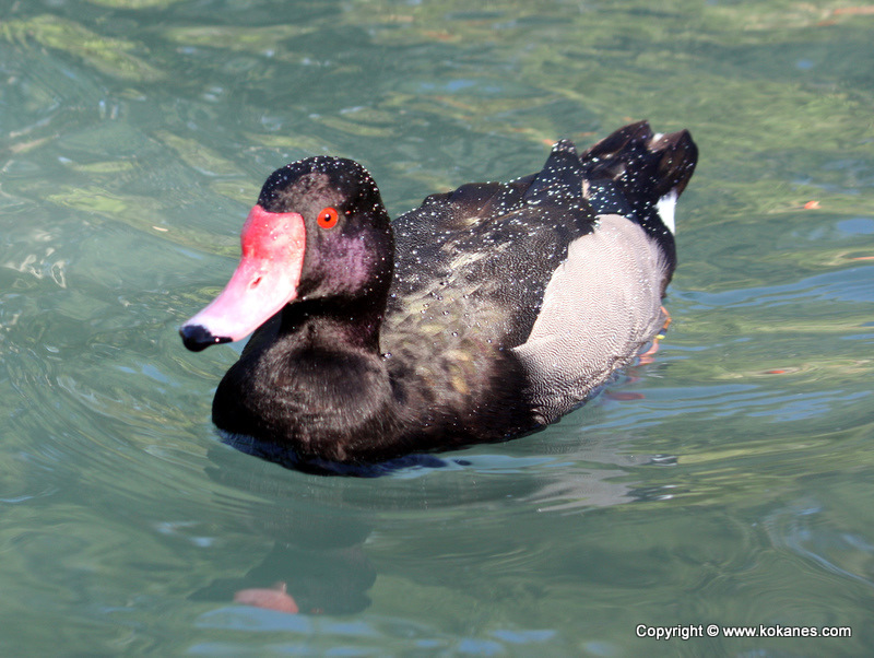 Duck-like Birds